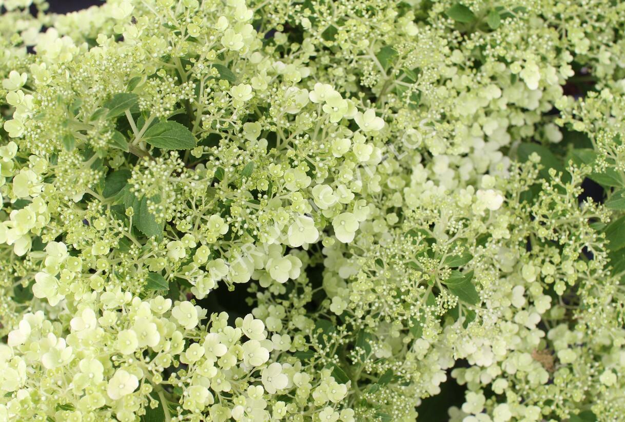 Hortenzie latnatá 'Bobo' - Hydrangea paniculata 'Bobo'