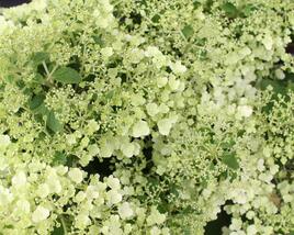 Hortenzie latnatá 'Bobo'