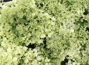 Hortenzie latnatá 'Bobo' - Hydrangea paniculata 'Bobo'