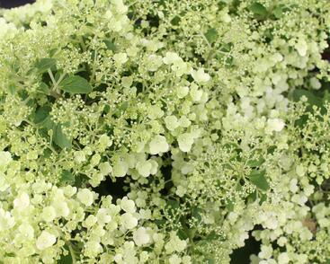 Hortenzie latnatá 'Bobo'