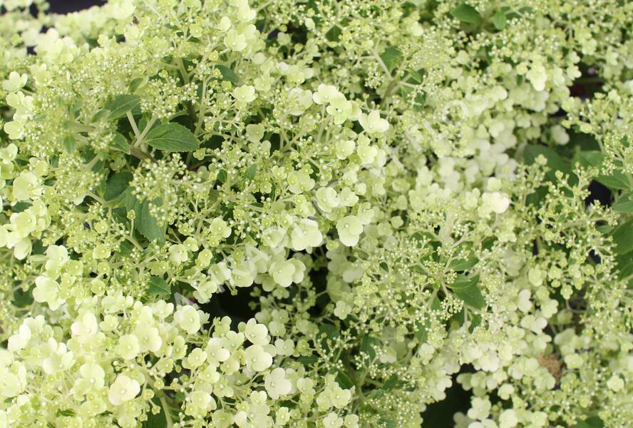 Hortenzie latnatá 'Bobo' - Hydrangea paniculata 'Bobo'