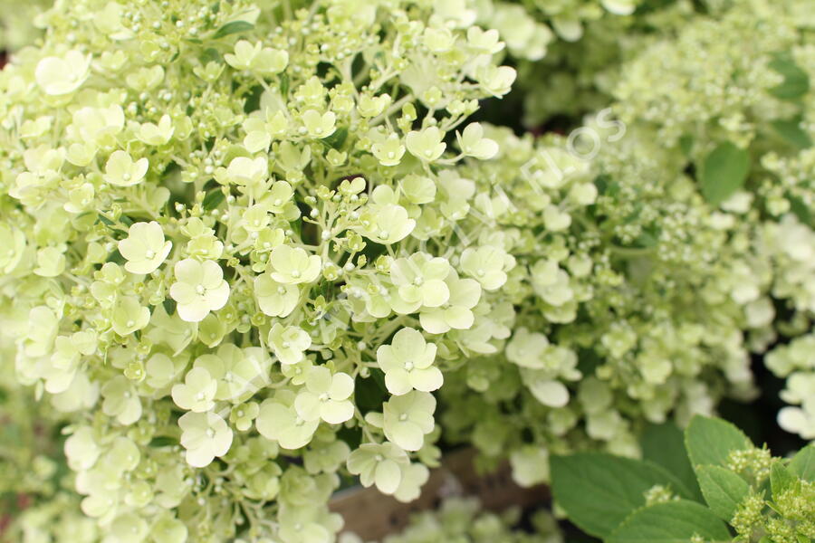 Hortenzie latnatá 'Bobo' - Hydrangea paniculata 'Bobo'