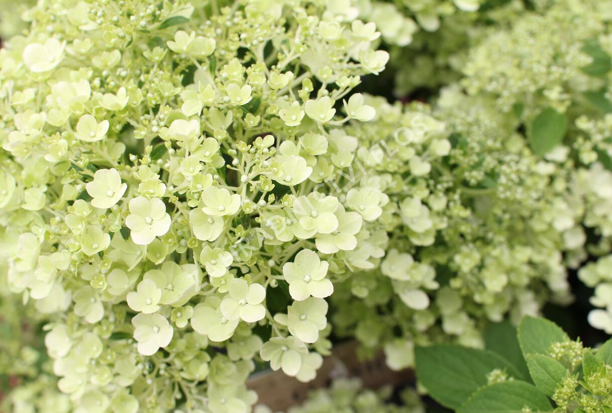 Hortenzie latnatá 'Bobo' - Hydrangea paniculata 'Bobo'