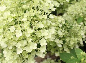 Hortenzie latnatá 'Bobo' - Hydrangea paniculata 'Bobo'