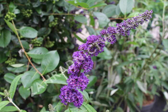 Motýlí keř, Komule Davidova 'Black Knight' - Buddleja davidii 'Black Knight'