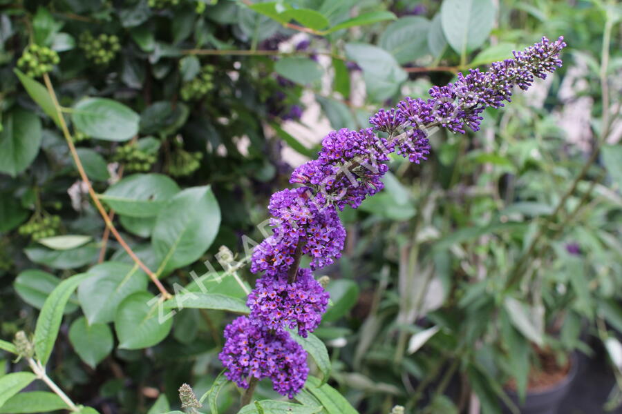 Motýlí keř, Komule Davidova 'Black Knight' - Buddleja davidii 'Black Knight'