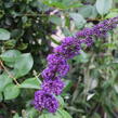 Motýlí keř, Komule Davidova 'Black Knight' - Buddleja davidii 'Black Knight'