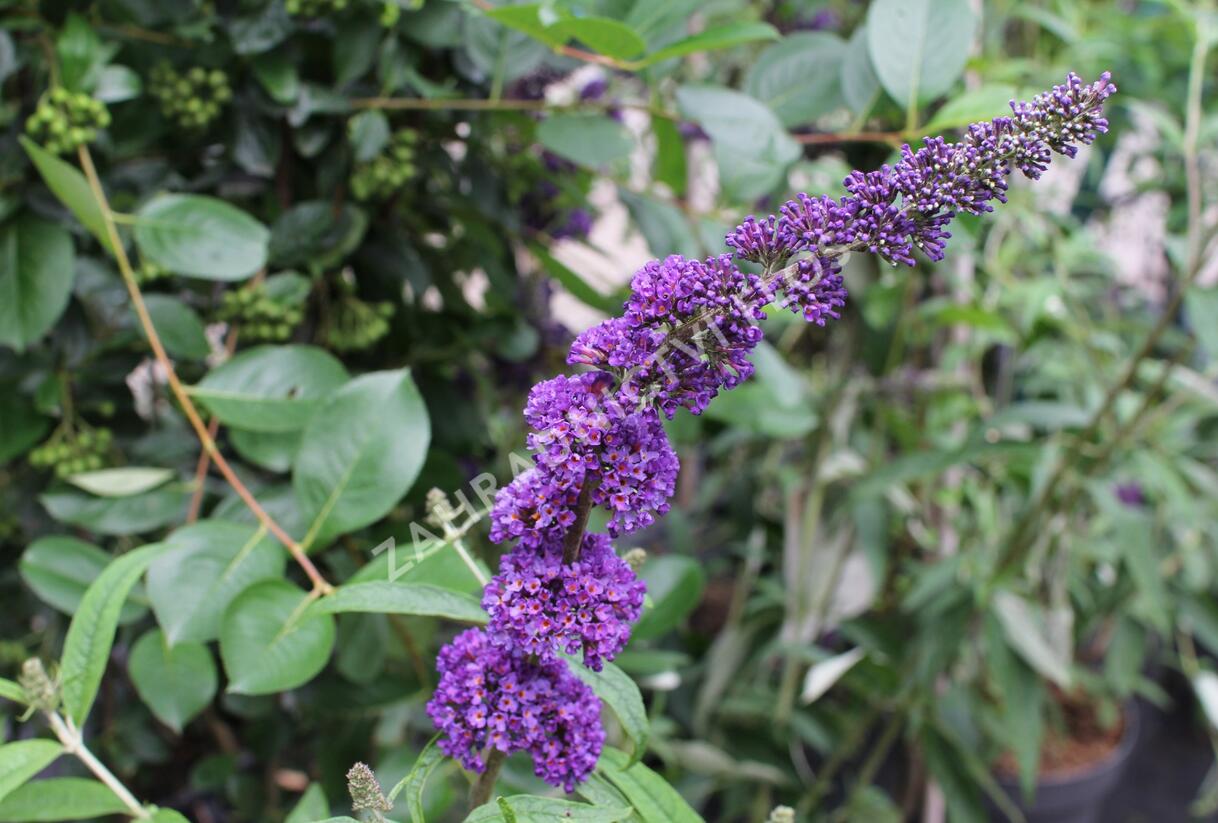 Motýlí keř, Komule Davidova 'Black Knight' - Buddleja davidii 'Black Knight'