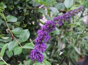 Motýlí keř, Komule Davidova 'Black Knight' - Buddleja davidii 'Black Knight'