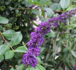 Motýlí keř, Komule Davidova 'Black Knight' - Buddleja davidii 'Black Knight'