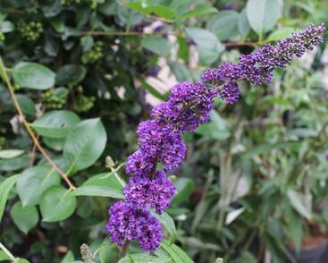 Motýlí keř, Komule Davidova 'Black Knight'