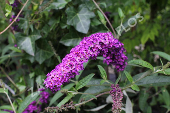 Motýlí keř, Komule Davidova 'Royal Red' - Buddleja davidii 'Royal Red'