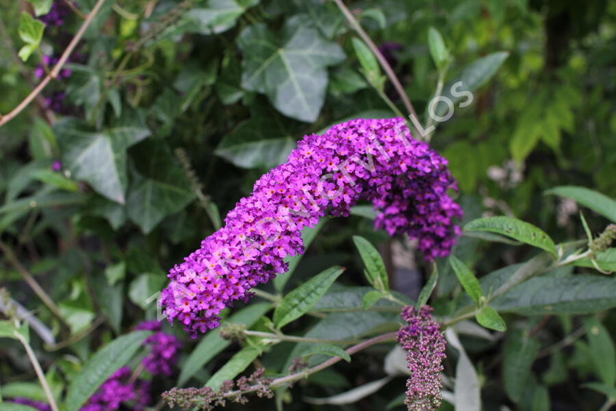 Motýlí keř, Komule Davidova 'Royal Red' - Buddleja davidii 'Royal Red'