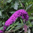 Motýlí keř, Komule Davidova 'Royal Red' - Buddleja davidii 'Royal Red'