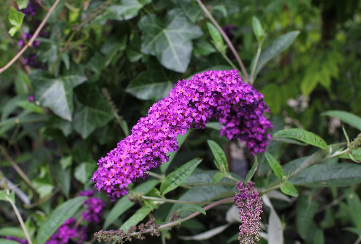 Motýlí keř, Komule Davidova 'Royal Red' - Buddleja davidii 'Royal Red'