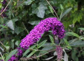 Motýlí keř, Komule Davidova 'Royal Red' - Buddleja davidii 'Royal Red'