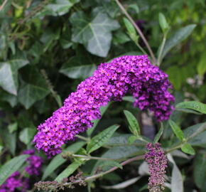 Motýlí keř, Komule Davidova 'Royal Red' - Buddleja davidii 'Royal Red'