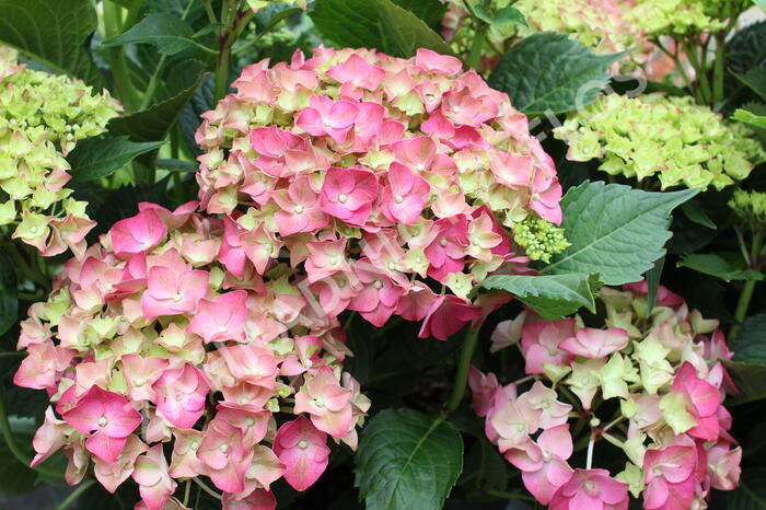 Hortenzie velkolistá 'Leuchtfeuer' - Hydrangea macrophylla 'Leuchtfeuer'