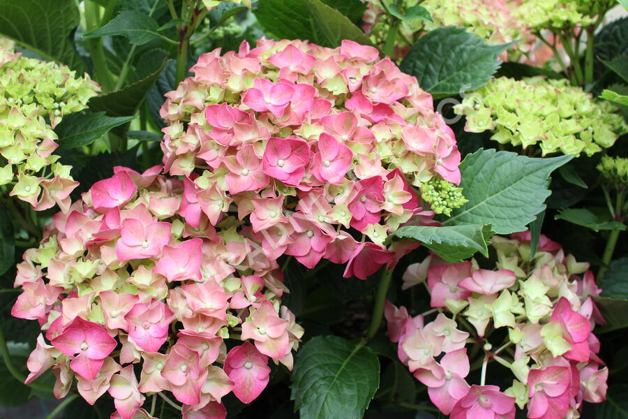 Hortenzie velkolistá 'Leuchtfeuer' - Hydrangea macrophylla 'Leuchtfeuer'