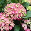 Hortenzie velkolistá 'Leuchtfeuer' - Hydrangea macrophylla 'Leuchtfeuer'