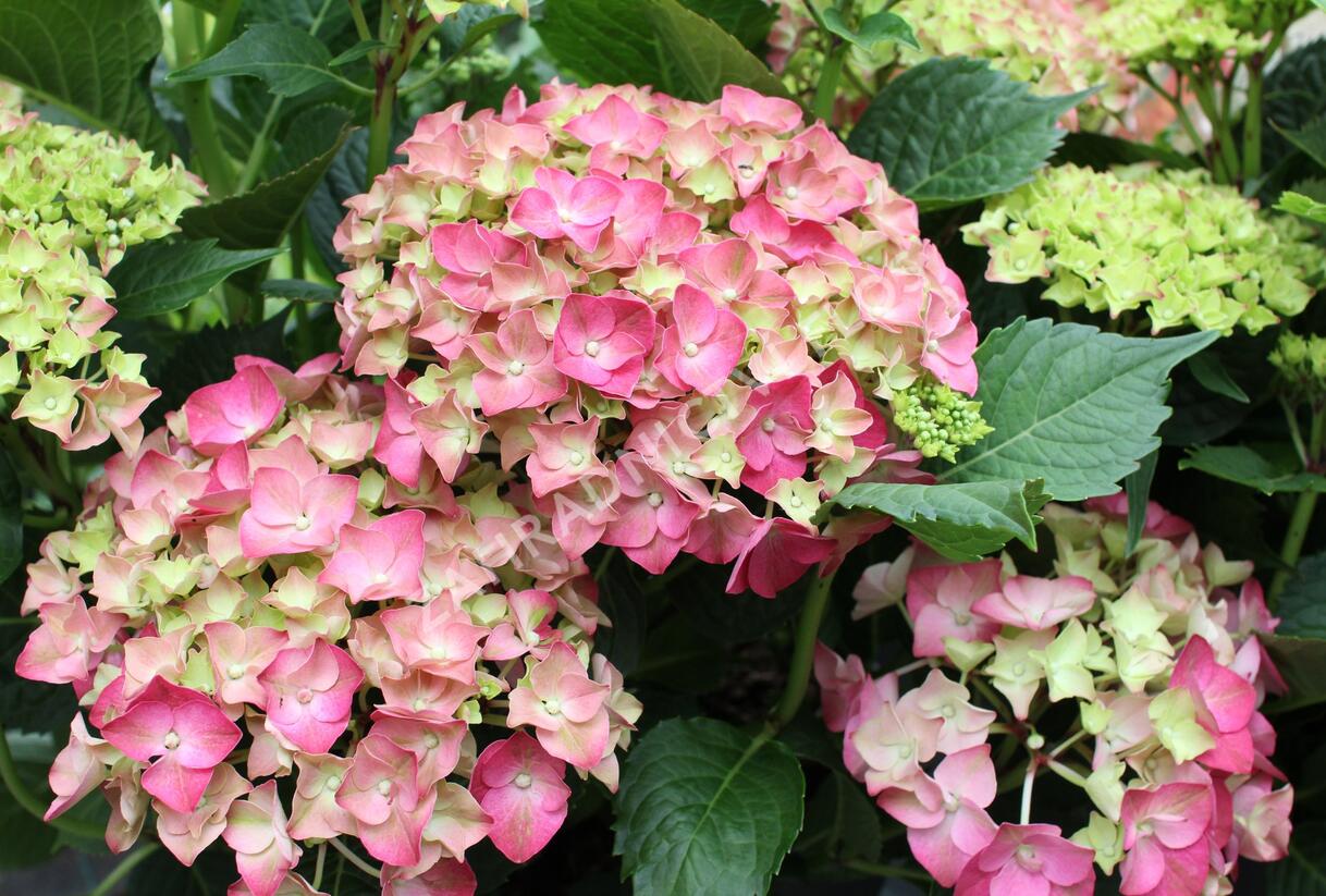Hortenzie velkolistá 'Leuchtfeuer' - Hydrangea macrophylla 'Leuchtfeuer'
