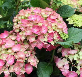 Hortenzie velkolistá 'Leuchtfeuer' - Hydrangea macrophylla 'Leuchtfeuer'