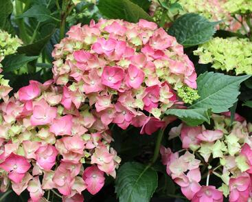 Hortenzie velkolistá 'Leuchtfeuer'