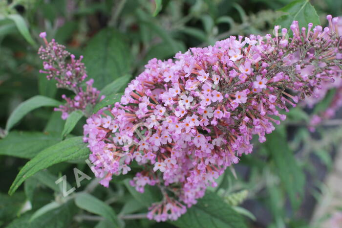 Motýlí keř, Komule Davidova 'Pink Delight' - Buddleja davidii 'Pink Delight'