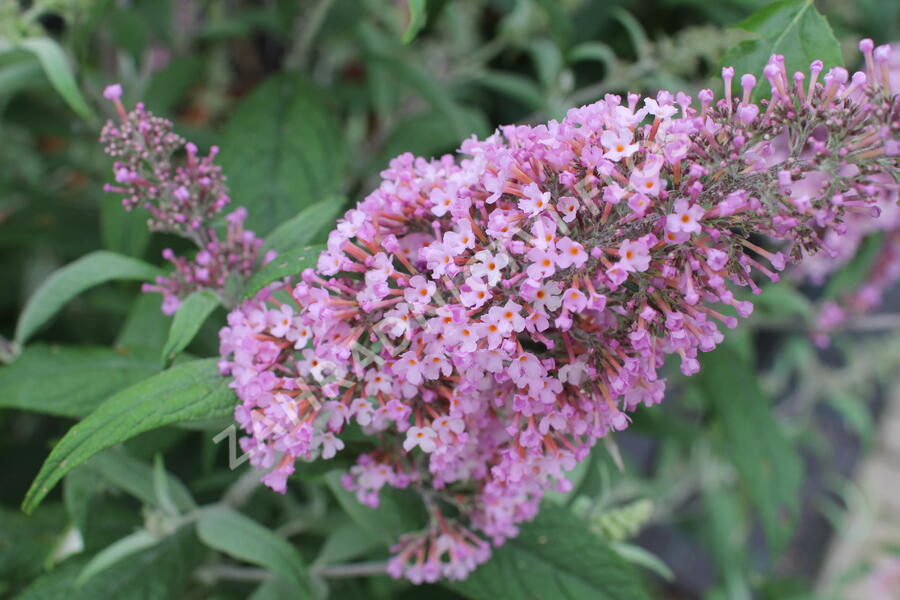 Motýlí keř, Komule Davidova 'Pink Delight' - Buddleja davidii 'Pink Delight'