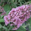 Motýlí keř, Komule Davidova 'Pink Delight' - Buddleja davidii 'Pink Delight'