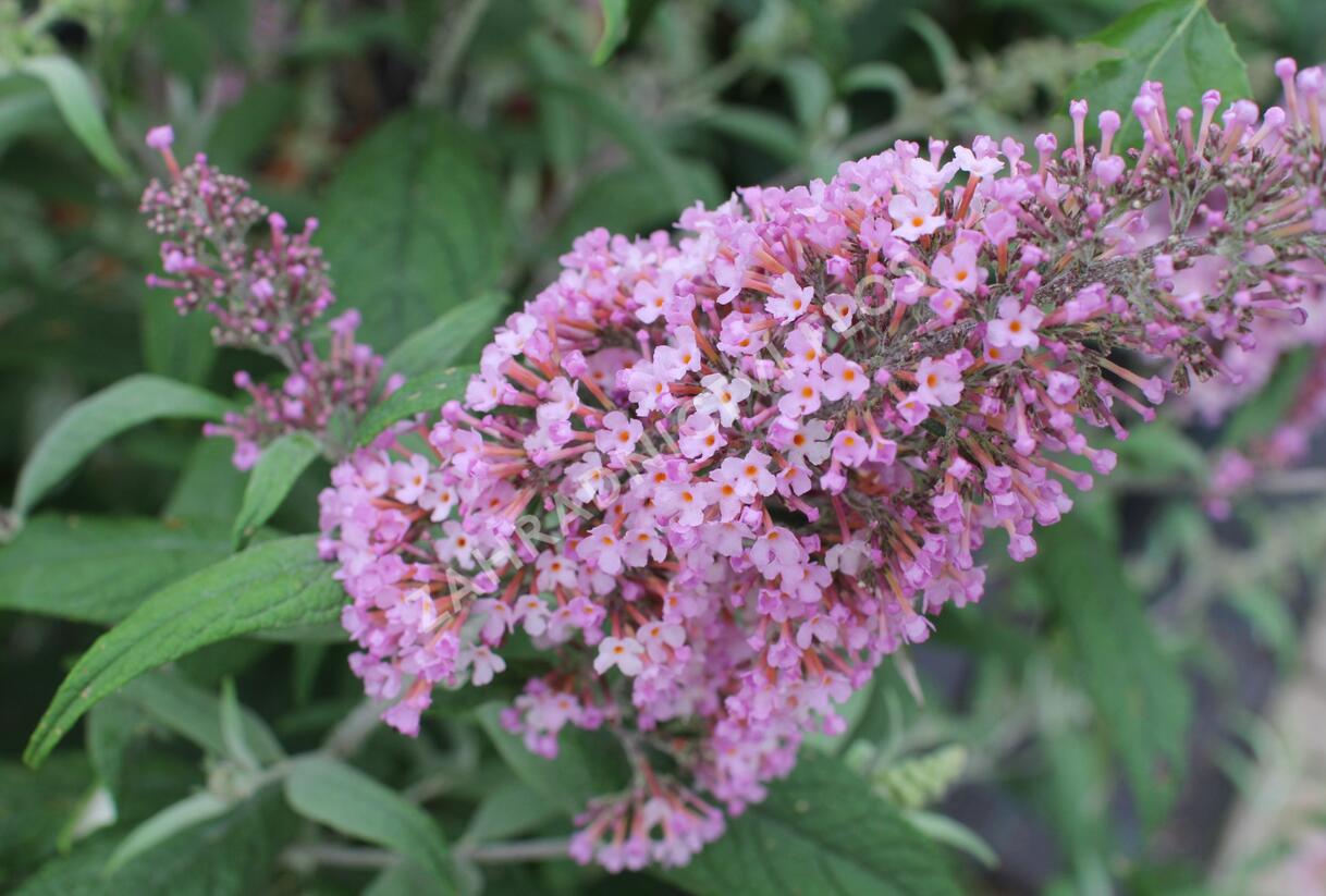 Motýlí keř, Komule Davidova 'Pink Delight' - Buddleja davidii 'Pink Delight'