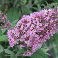 Motýlí keř, Komule Davidova 'Pink Delight' - Buddleja davidii 'Pink Delight'