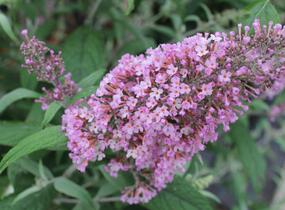 Motýlí keř, Komule Davidova 'Pink Delight' - Buddleja davidii 'Pink Delight'