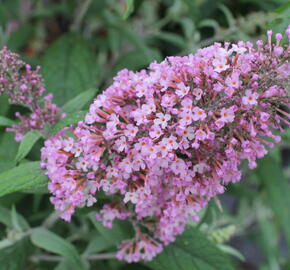 Motýlí keř, Komule Davidova 'Pink Delight' - Buddleja davidii 'Pink Delight'