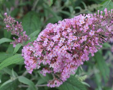 Motýlí keř, Komule Davidova 'Pink Delight'