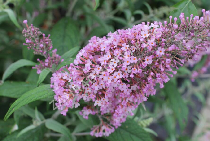 Motýlí keř, Komule Davidova 'Pink Delight' - Buddleja davidii 'Pink Delight'