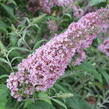 Motýlí keř, Komule Davidova 'Pink Delight' - Buddleja davidii 'Pink Delight'