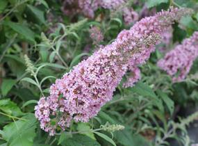 Motýlí keř, Komule Davidova 'Pink Delight' - Buddleja davidii 'Pink Delight'