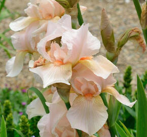 Kosatec německý 'Edward of Windsor' - Iris barbata-elatior 'Edward of Windsor'