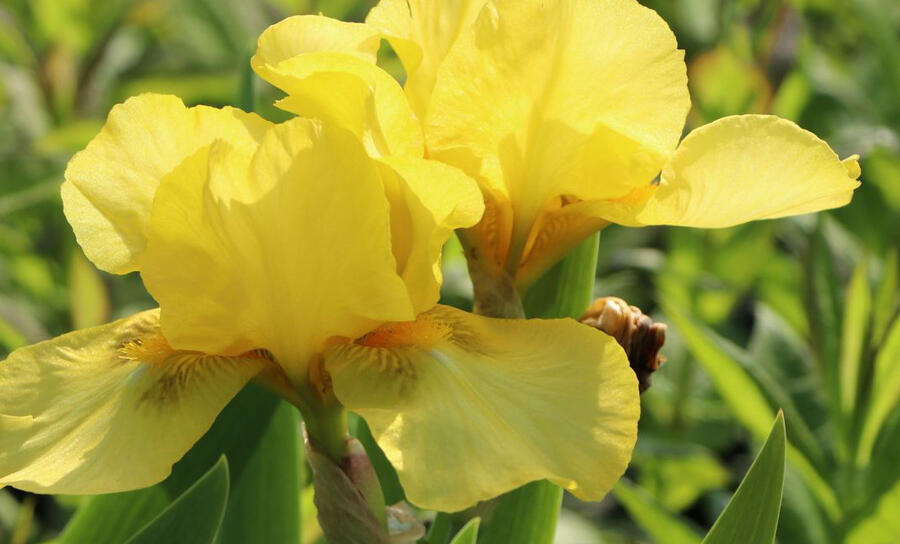 Kosatec německý 'Oka Kala' - Iris barbata-elatior 'Ola Kala'