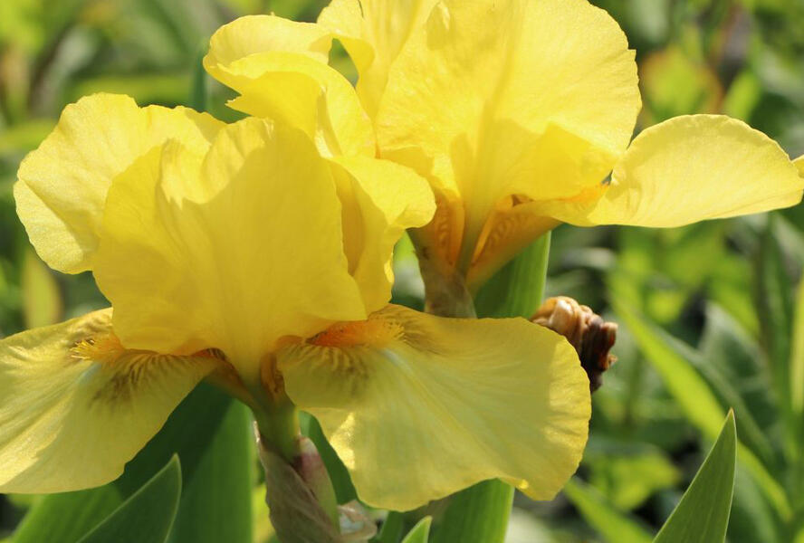 Kosatec německý 'Oka Kala' - Iris barbata-elatior 'Ola Kala'