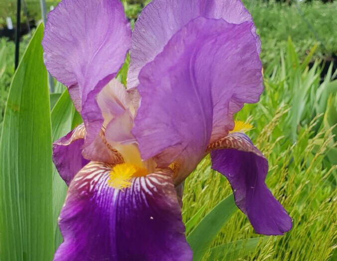 Kosatec německý 'South Pacific' - Iris barbata-elatior 'South Pacific'