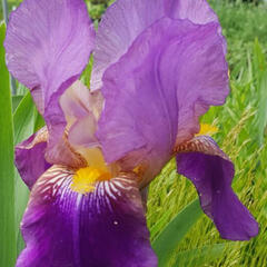 Kosatec německý 'South Pacific' - Iris barbata-elatior 'South Pacific'