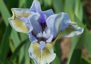 Kosatec nízký 'Alsterquelle' - Iris barbata-nana 'Alsterquelle'