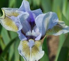 Kosatec nízký 'Alsterquelle' - Iris barbata-nana 'Alsterquelle'