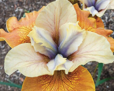 Kosatec sibiřský 'Sun Grooves'