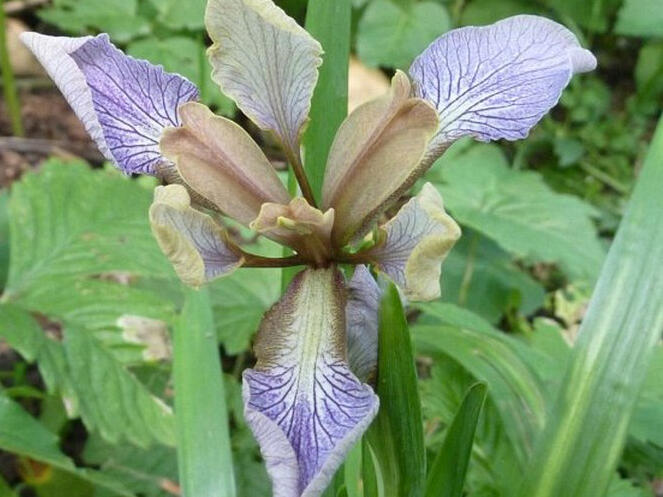 Kosatec - Iris foetidissima