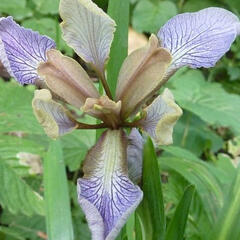 Kosatec - Iris foetidissima