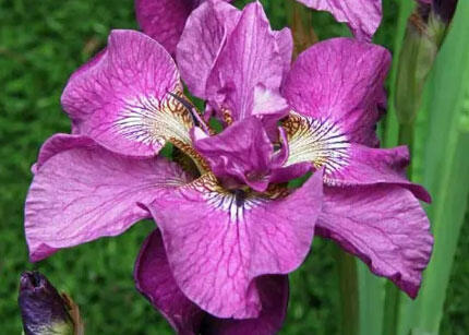 Kosatec sibiřský 'Tumble Bug' - Iris sibirica 'Tumble Bug'