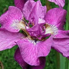 Kosatec sibiřský 'Tumble Bug' - Iris sibirica 'Tumble Bug'